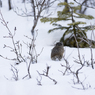 雪の上でも大丈夫