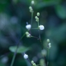 星屑の明かり
