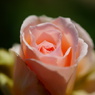 薔薇03