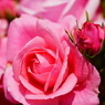 薔薇06