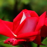 薔薇07