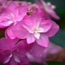 紫陽花の季節３