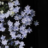 花模様