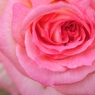 PinkRose2