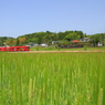 鉄道のある風景（麦畑編）