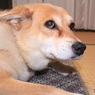 叱られて・・悲しい顔