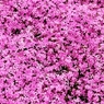 カフェジャルダンの芝桜2016③