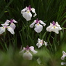菖蒲