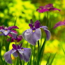 菖蒲