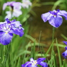 菖蒲