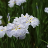 菖蒲