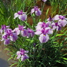 菖蒲