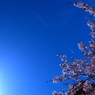 Sakura & Air plane