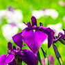 菖蒲