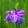 菖蒲