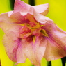菖蒲