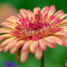 花1