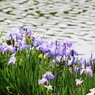 水辺の花菖蒲