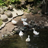 南が丘牧場のあひる