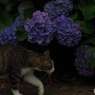 ねこ　その９８