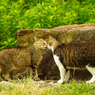 ねこ　その１０３