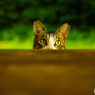 ねこ　その１０５