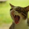 ねこ　その１０６