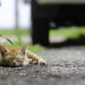 とっても眠いのねん