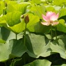 蓮華