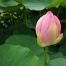 蓮