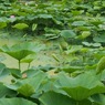 蓮池