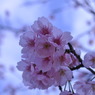 青桜