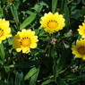 KONICA AR HEXANON 40/1.8