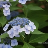 紫陽花