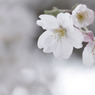 2010年桜の写真_02
