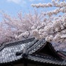 2010年桜の写真_05