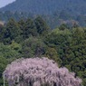 2010年桜の写真_13