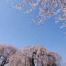 2010年桜の写真_16
