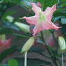argus CINTAR 135/2.8