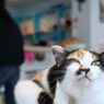 去る者追わず