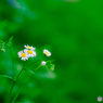 小花