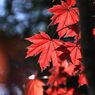 ノルウェーカエデ　春の紅葉