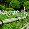 菖蒲園