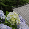 鎌倉・長谷寺にて