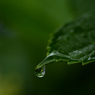 雨の雫