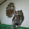 フクロウカフェ