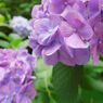 IMG_0455_DxO