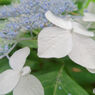 IMG_0457_DxO