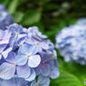 IMG_0458_DxO