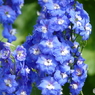 花畑で　